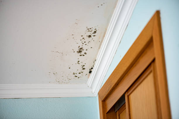 Best DIY Mold Remediation Support Services in Doniphan, MO