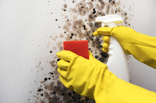 Best Commercial Mold Remediation in Doniphan, MO