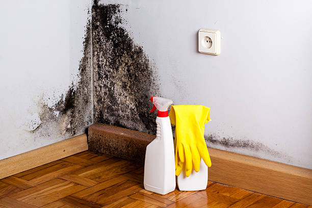 Best Kitchen Mold Remediation in Doniphan, MO